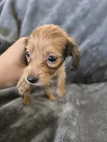 AKC Sable Male, TEXT 520-254-7407, a male Dachshund for sale in Casa Grande, AZ – 7 of 10