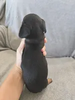 AKC Short Haired Girl - TEXT 520-254-7407 , a female Dachshund for sale in Casa Grande, AZ – 8 of 10