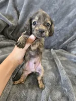 AKC Brindle Male, TEXT 520-254-7407, a male Dachshund for sale in Casa Grande, AZ – 3 of 10