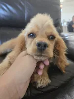 AKC Katelyn's Darker Buff Girl, a female Cocker Spaniel for sale in Casa Grande, AZ – 5 of 10