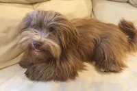 AKC Parti Girl 2, TEXT 520-254-7407, a female Havanese for sale in Casa Grande, AZ – 10 of 10