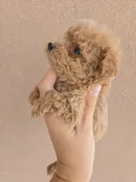 AKC Female, a female Poodle - Toy  for sale in Casa Grande, AZ – 5 of 8