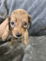 AKC Sable Male, TEXT 520-254-7407, a male Dachshund for sale in Casa Grande, AZ – 2 of 10