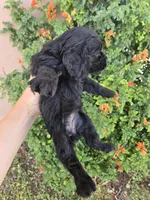 AKC Bonnie's Black Girl, a female Cocker Spaniel for sale in Casa Grande, AZ – Photo 8 of 9
