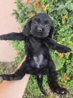 AKC Bonnie's Black Girl, a female Cocker Spaniel for sale in Casa Grande, AZ – Photo 4 of 9