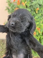 AKC Bonnie's Black Girl, a female Cocker Spaniel for sale in Casa Grande, AZ – Photo 5 of 9