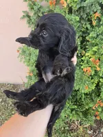 AKC Bonnie's Black Girl, a female Cocker Spaniel for sale in Casa Grande, AZ – Photo 3 of 9
