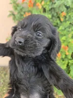 AKC Bonnie's Black Girl, a female Cocker Spaniel for sale in Casa Grande, AZ – Photo 9 of 9