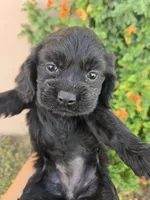 AKC Bonnie's Black Girl, a female Cocker Spaniel for sale in Casa Grande, AZ – Photo 1 of 9