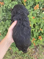 AKC Bonnie's Black Girl, a female Cocker Spaniel for sale in Casa Grande, AZ – Photo 7 of 9