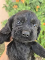 AKC Bonnie's Black Girl, a female Cocker Spaniel for sale in Casa Grande, AZ – Photo 6 of 9