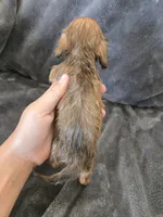 AKC Sable Male, TEXT 520-254-7407, a male Dachshund for sale in Casa Grande, AZ – 8 of 10