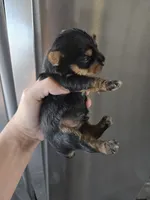 AKC Male Yorkie, White Chest - TEXT 520-254-7407 , a male Yorkshire Terrier for sale in Casa Grande, AZ – 7 of 10