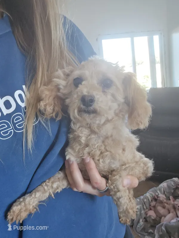 Full AKC Cassia 7 lbs