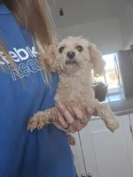 Full AKC Cassia 7 lbs, a female Poodle - Toy  for sale in Casa Grande, AZ – Photo 3 of 4