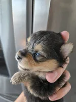 AKC Parents - Yorkie/Pomeranian Mix - TEXT 520-254-7407 , a male Pomeranian and Yorkshire Terrier for sale in Casa Grande, AZ – 5 of 10