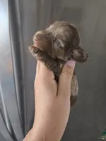 AKC Pepper's Male Chocolate Dapple, TEXT 520-254-7407 , a male Dachshund for sale in Casa Grande, AZ – 5 of 7