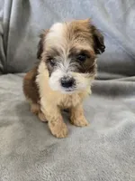 AKC Skye's Boy 1, TEXT 520-254-7407 , a male Havanese for sale in Casa Grande, AZ – 4 of 10