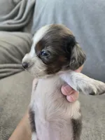 AKC Long Hair Dapple Girl - TEXT 520-254-7407 , a female Dachshund for sale in Casa Grande, AZ – 5 of 10