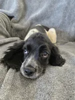AKC Male, Text 520-254-7407 , a male Cocker Spaniel for sale in Casa Grande, AZ – 2 of 10