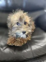 Daisy's Boy, TEXT 520-254-7407, a male Havanese for sale in Casa Grande, AZ – 2 of 10