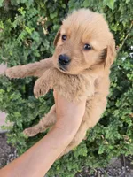 AKC Chloe's Girl, a female Golden Retriever for sale in Casa Grande, AZ – 1 of 5