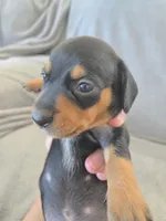 AKC Short Haired Girl - TEXT 520-254-7407 , a female Dachshund for sale in Casa Grande, AZ – 3 of 10