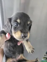 AKC Angel's Black & Tan Female, TEXT 520-254-7407, a female Dachshund for sale in Casa Grande, AZ – 3 of 10