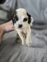 AKC Rosey's White Tri-Color Boy, TEXT 520-254-7407 , a male Cocker Spaniel for sale in Casa Grande, AZ – 3 of 7