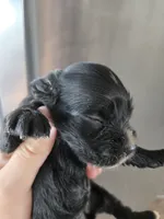 AKC Dora's Black Girl, a male Cocker Spaniel for sale in Casa Grande, AZ – 5 of 9