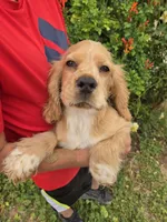 AKC Bella's Boy , a female Cocker Spaniel for sale in Casa Grande, AZ – 6 of 10