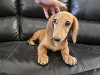 AKC Brittney's Boy, TEXT 520-254-7407, a male Dachshund for sale in Casa Grande, AZ – 5 of 8