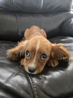 AKC Ruby Male - TEXT 520-254-7407 , a male Cavalier King Charles Spaniel for sale in Casa Grande, AZ – 6 of 6