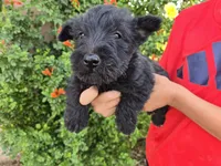 AKC Girl, a female Scottish Terrier for sale in Casa Grande, AZ – 5 of 6