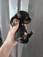 AKC Midge's Boy, a male Yorkshire Terrier for sale in Casa Grande, AZ – Photo 4 of 9