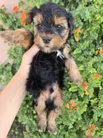 AKC Midge's Boy, a male Yorkshire Terrier for sale in Casa Grande, AZ – 2 of 9