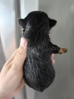 AKC Midge's Boy, a male Yorkshire Terrier for sale in Casa Grande, AZ – Photo 6 of 9