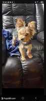 AKC Midge's Boy, a male Yorkshire Terrier for sale in Casa Grande, AZ – Photo 9 of 9