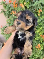 AKC Midge's Boy, a male Yorkshire Terrier for sale in Casa Grande, AZ – 3 of 9