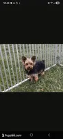 AKC Midge's Boy, a male Yorkshire Terrier for sale in Casa Grande, AZ – Photo 8 of 9
