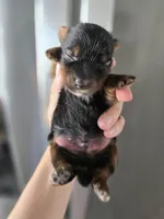 AKC Midge's Boy, a male Yorkshire Terrier for sale in Casa Grande, AZ – Photo 5 of 9