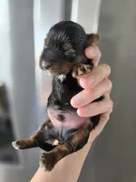 AKC Midge's Boy, a male Yorkshire Terrier for sale in Casa Grande, AZ – Photo 7 of 9