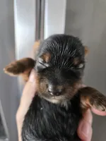 AKC Midge's Boy, a male Yorkshire Terrier for sale in Casa Grande, AZ – Photo 1 of 9