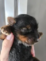 AKC Midge's Boy, a male Yorkshire Terrier for sale in Casa Grande, AZ – Photo 3 of 9