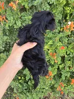 AKC Midge's Boy, a male Yorkshire Terrier for sale in Casa Grande, AZ – 7 of 9