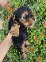 AKC Midge's Boy, a male Yorkshire Terrier for sale in Casa Grande, AZ – 5 of 9