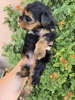 AKC Midge's Boy, a male Yorkshire Terrier for sale in Casa Grande, AZ – 6 of 9