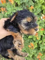 AKC Midge's Boy, a male Yorkshire Terrier for sale in Casa Grande, AZ – 4 of 9