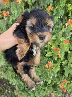 AKC Midge's Boy, a male Yorkshire Terrier for sale in Casa Grande, AZ – 1 of 9