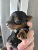 AKC Midge's Boy, a male Yorkshire Terrier for sale in Casa Grande, AZ – Photo 2 of 9